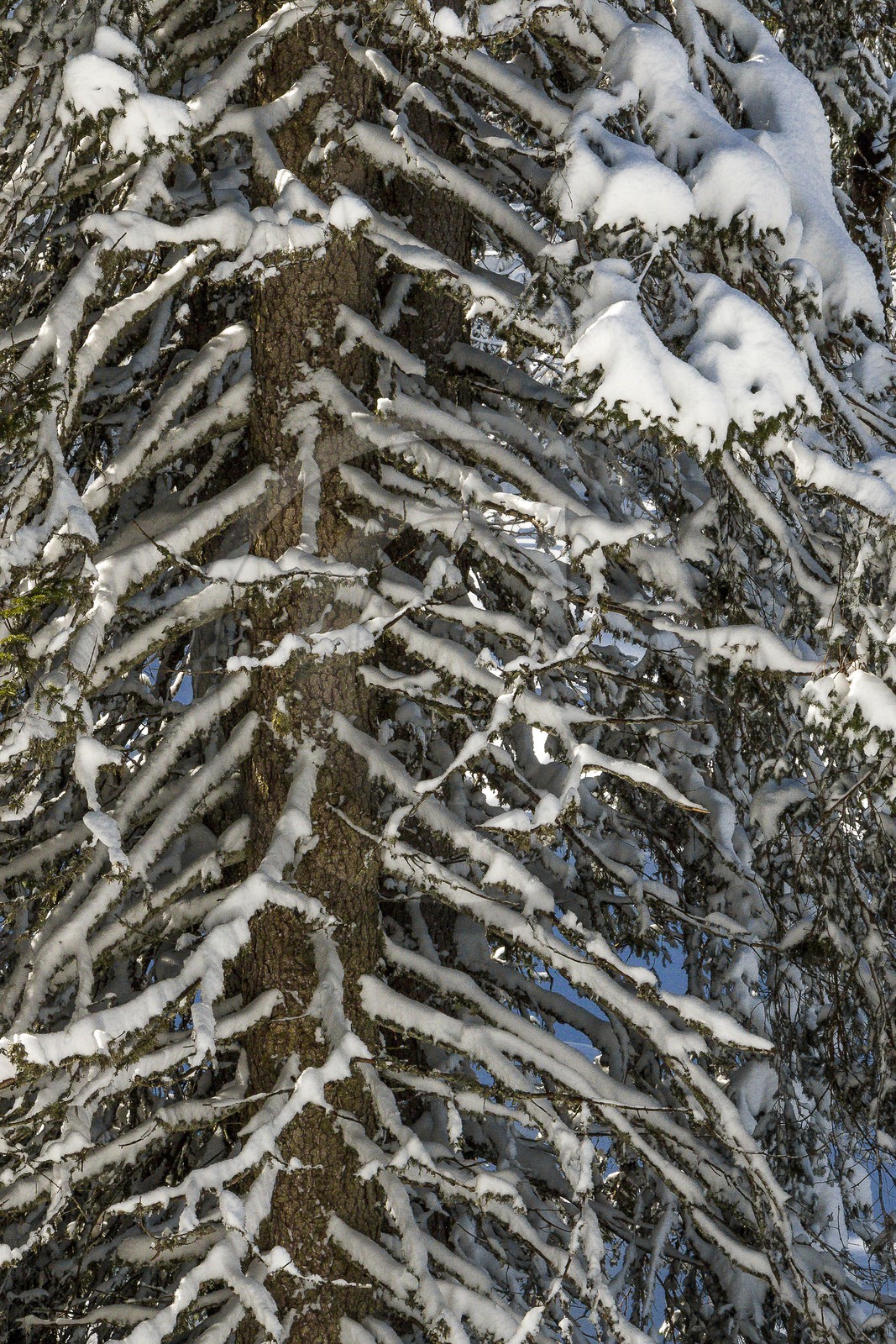ENS de l'Isère, Plateau de la Molière et du Sornin