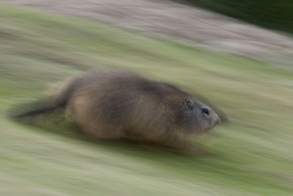 Marmotte des Alpes ( Marmota marmota )
