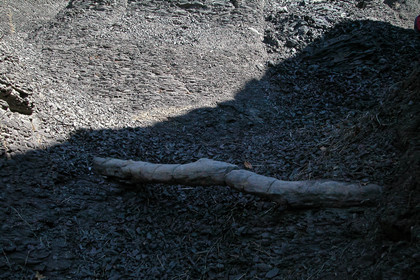 Dalle aux ammonites