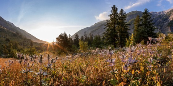 Chardon Bleu, Panicaut des Alpes, Eryngium alpinum