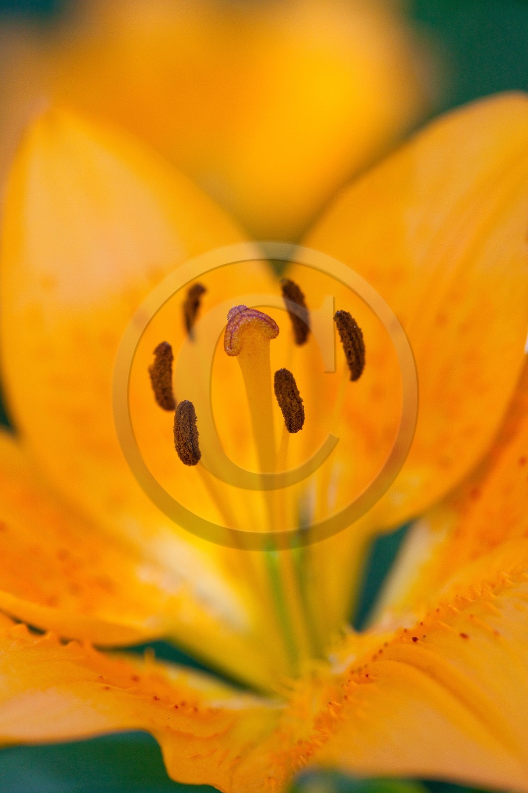 Lis orangé, Lilium bulbiferum subsp. croceum