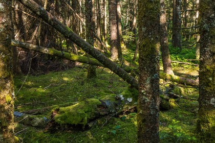 ENS de l'Isère, Marais des Seiglières