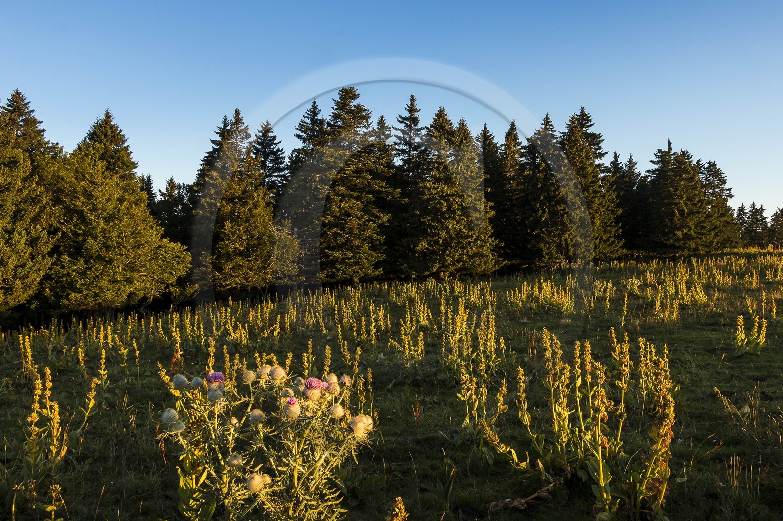 ENS de l'Isère, Plateau de la Molière et du Sornin