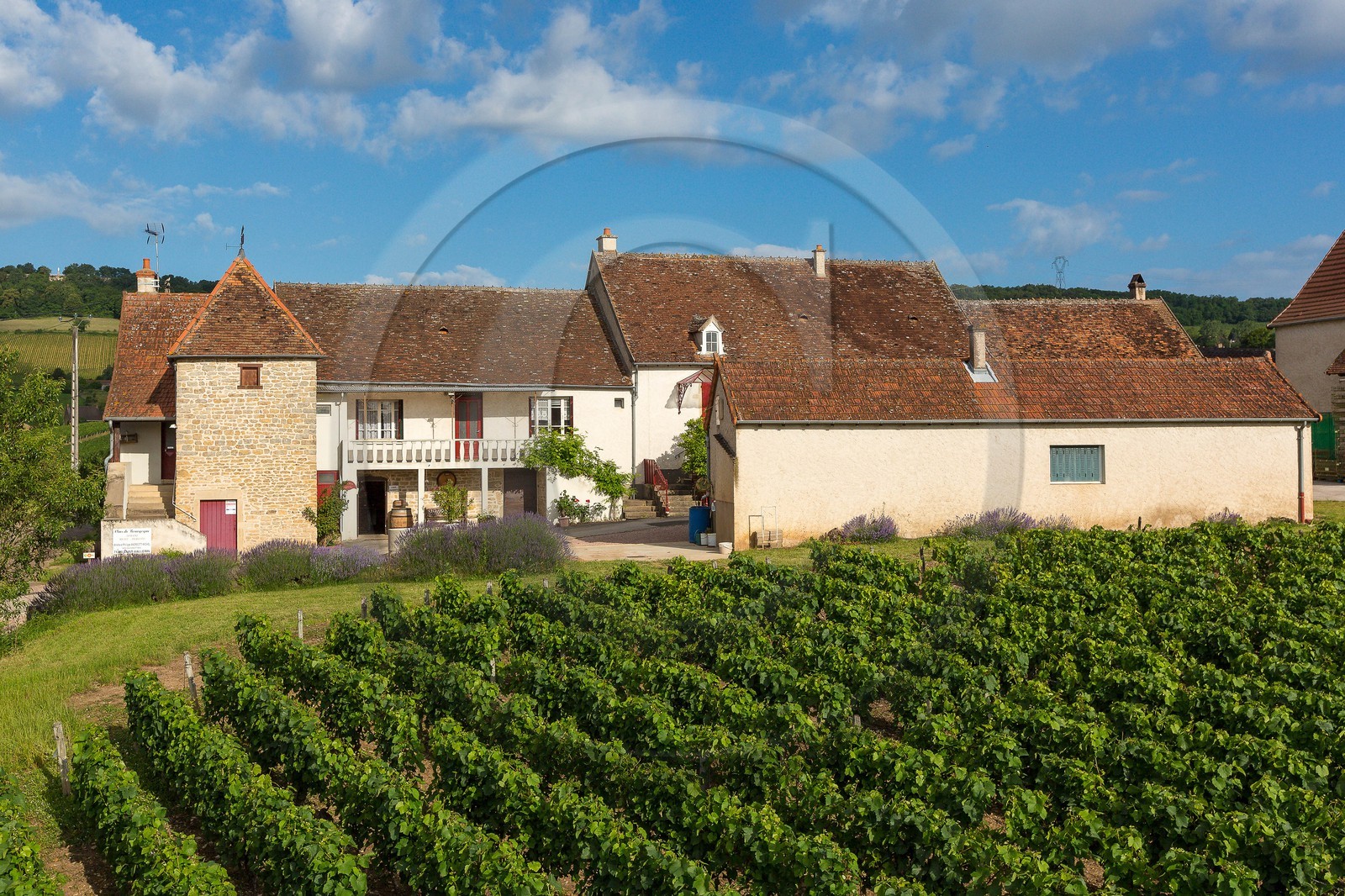 Domaine viticole Michel-Andreotti