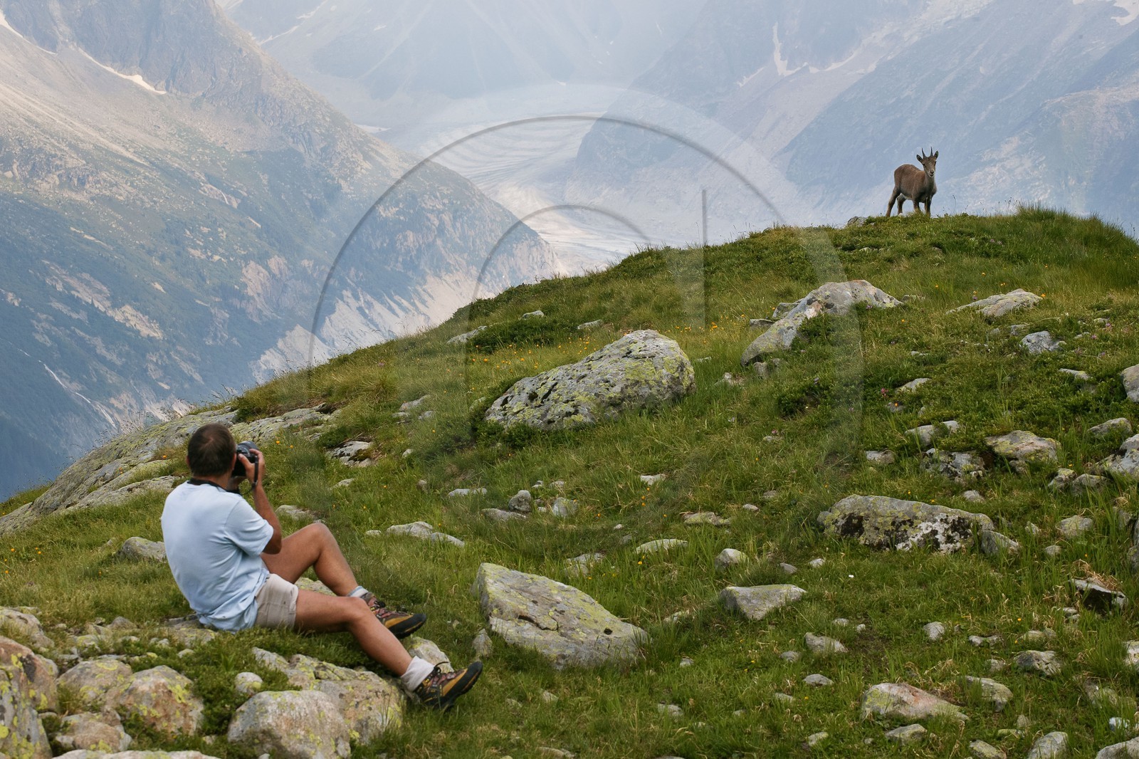 Bouquetin, ou bouquetin des Alpes (Capra ibex)
