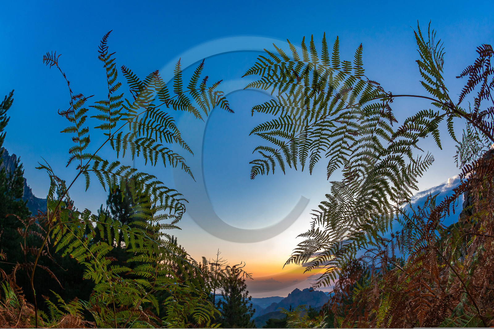 Fougères aux col de Bavella (forchi di Bavedda )