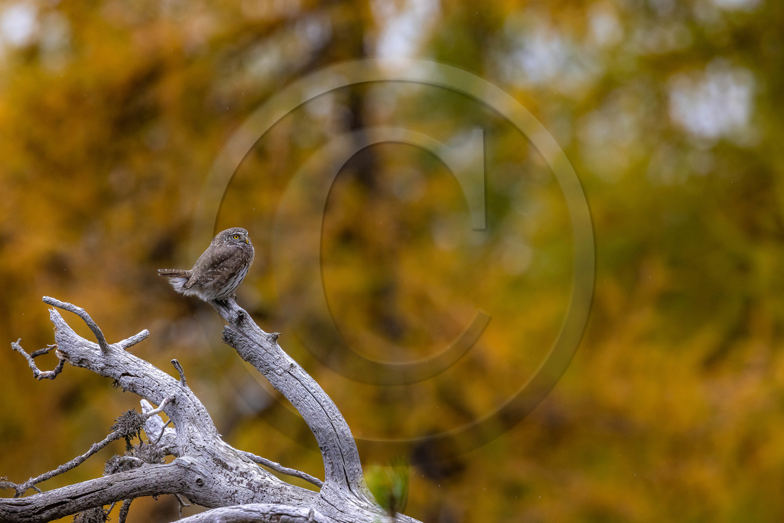 Chevêchette d'Europe, Glaucidium passerinum