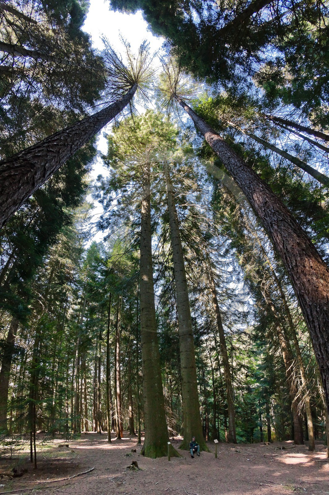 Parc national des Cévennes, forêt du Mont Aigoual, Les 2 géants de la Foux, Sapin de Vancouver, Abies Grandis