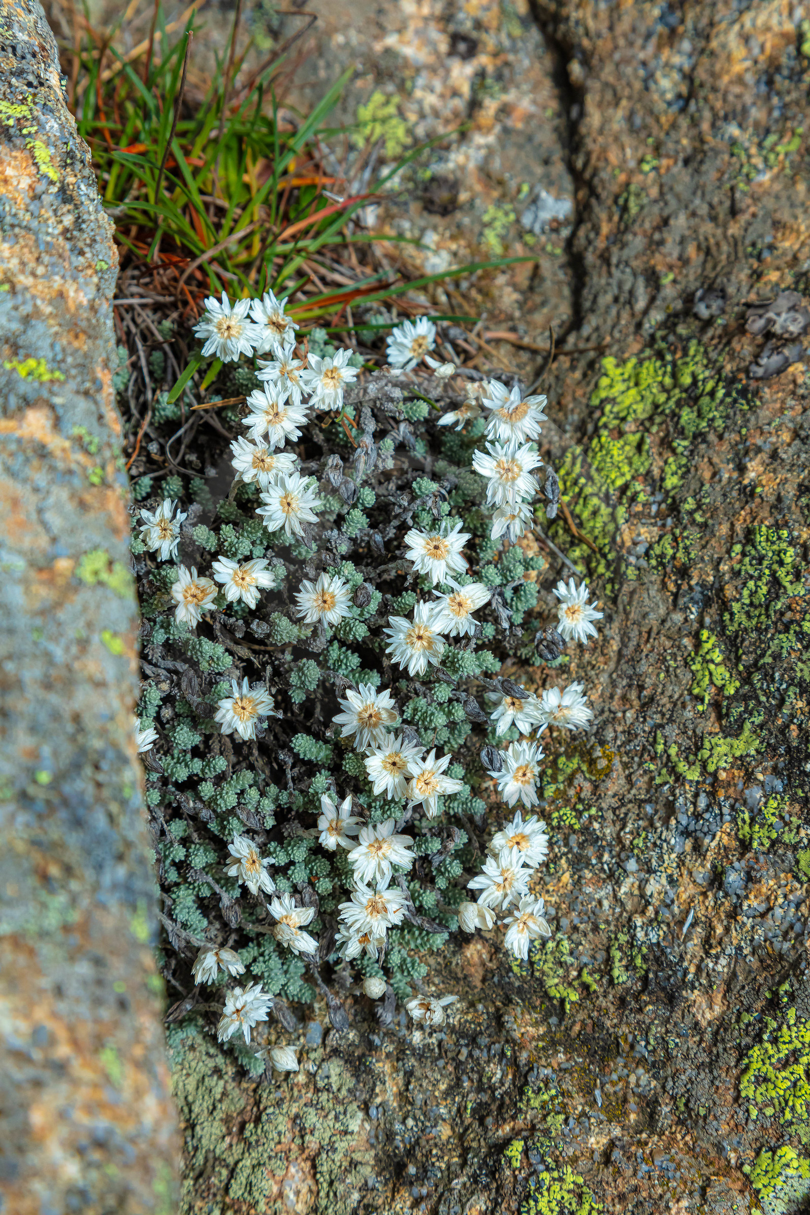 Les Aiguilles de Bavella (forchi di Bavedda )