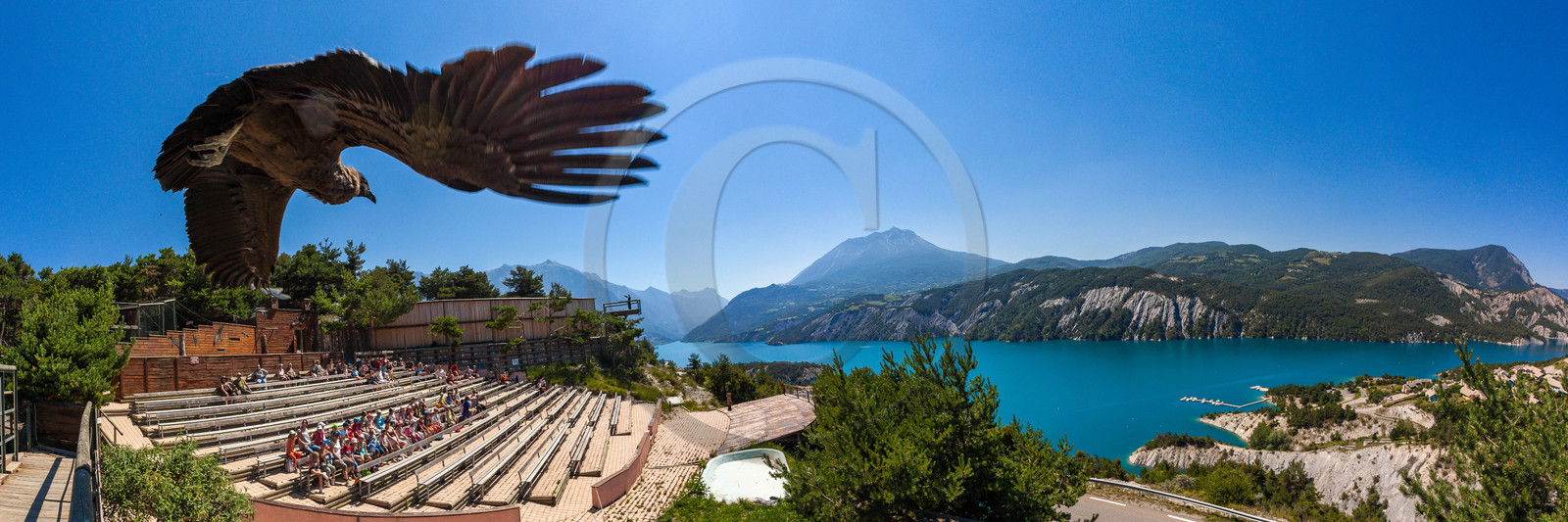 Parc animalier de Serre-Ponçon, vautour fauve, Gyps fulvus