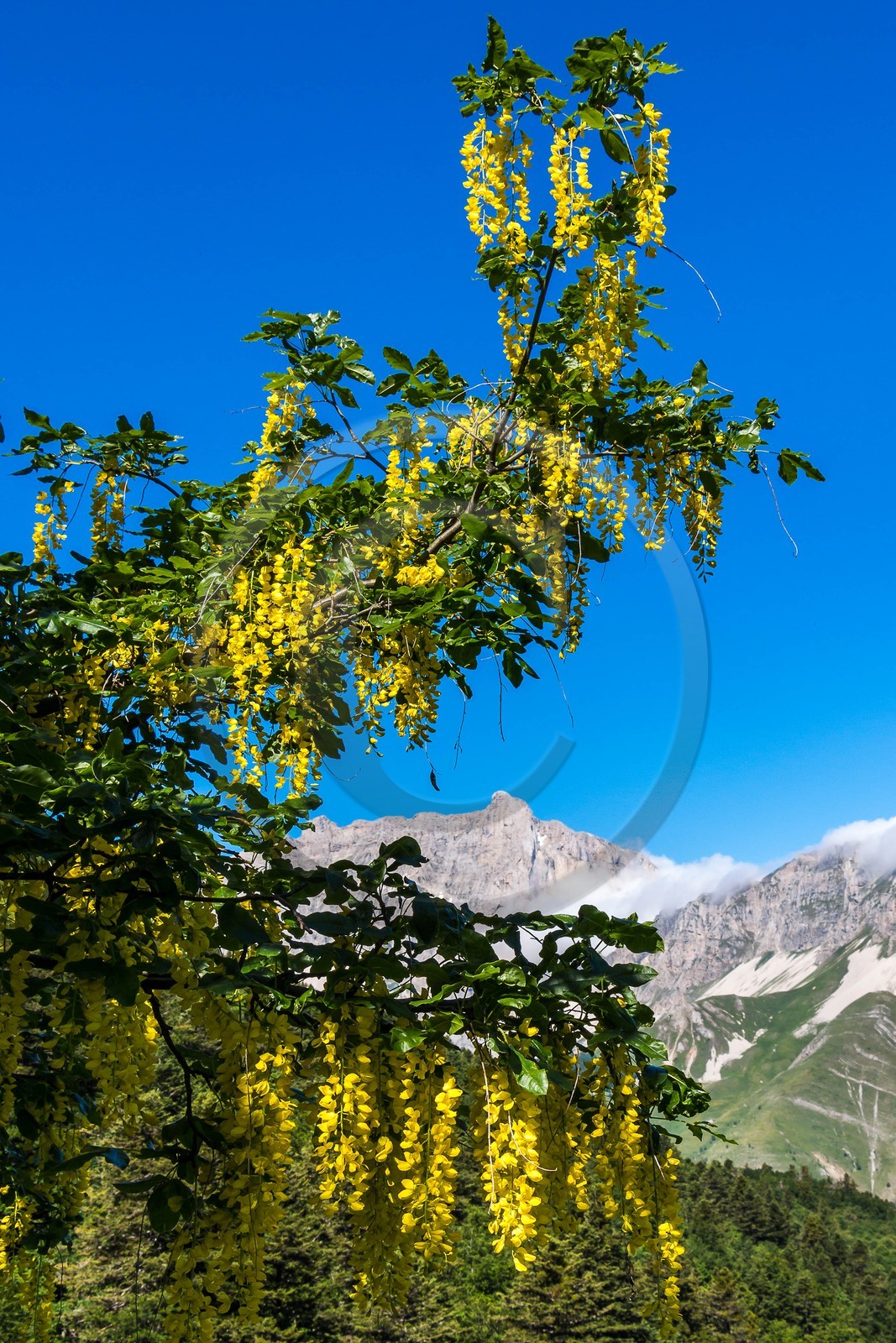 Bois du Chapitre, forêt domaniale de Gap-Chaudun