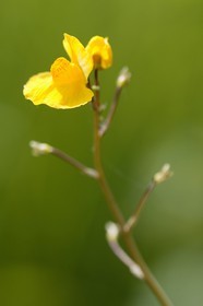 Petite utriculaire, Utricularia minor