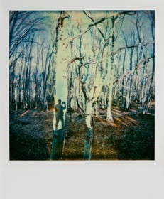 Exposition Arbres et petites forêts, éloge de la biodiversité
