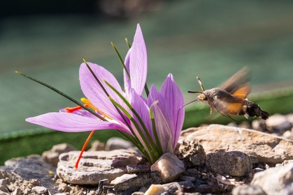 safran, le crocus sativus et papillon Moro sphinx ou Sphinx colibri , Macroglossum stellatarum