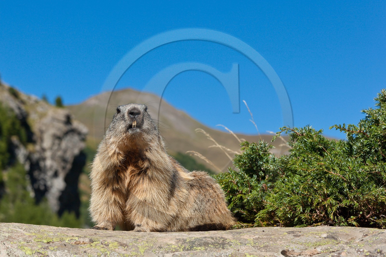 Marmotte des Alpes (Marmota marmota)