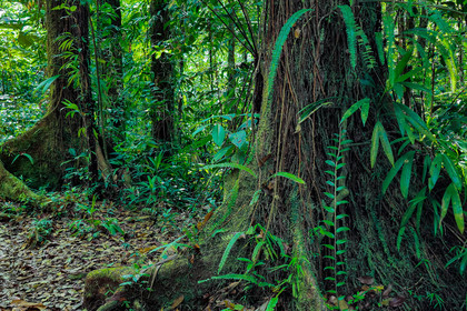 Forêt tropicale, Parc national de la Guadeloupe
