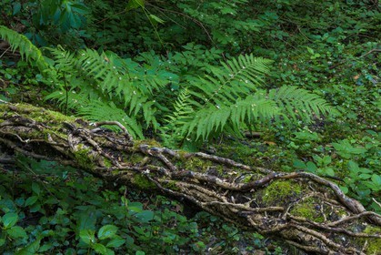 ENS de l'Isère, bois de la Bâtie