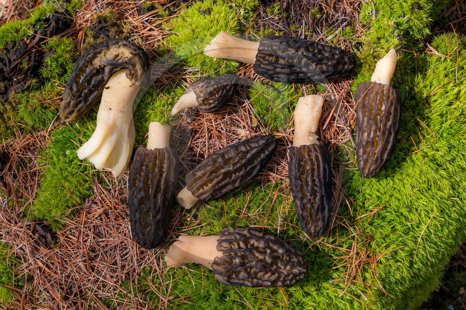 Morille noire, morchella elata