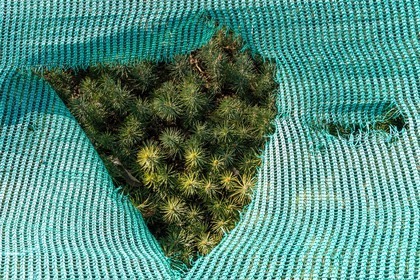 Pépinière Robin, producteur de sapin de Noël, semis sapin nordmann (abies nordmanniana)