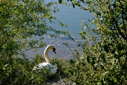 Cygne tuberculé, Réserve naturelle du delta de la Dranse