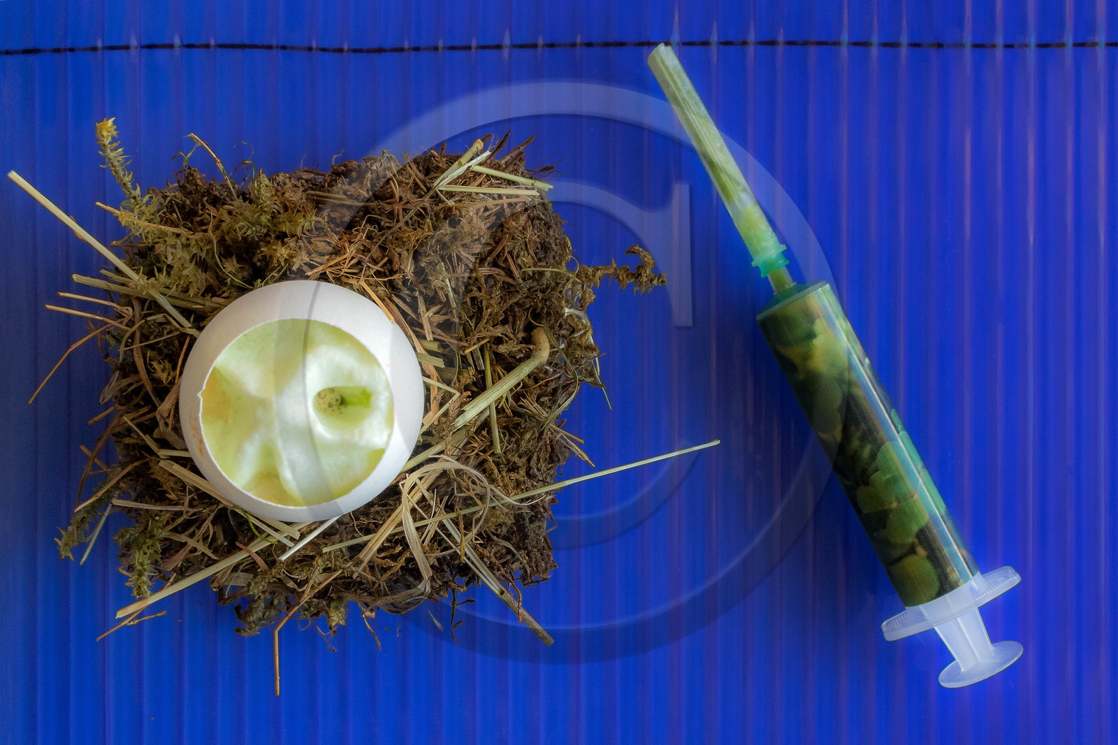 Mais où est passé l’œuf à l’oxalis et à la berce