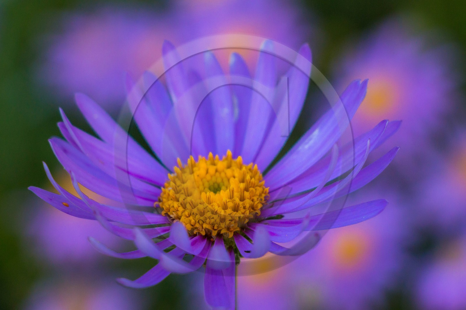 Aster des Alpes, aster alpinus