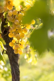 Vignoble de Saint-Jeannet, propriétaire récoltant Denis Rasse
