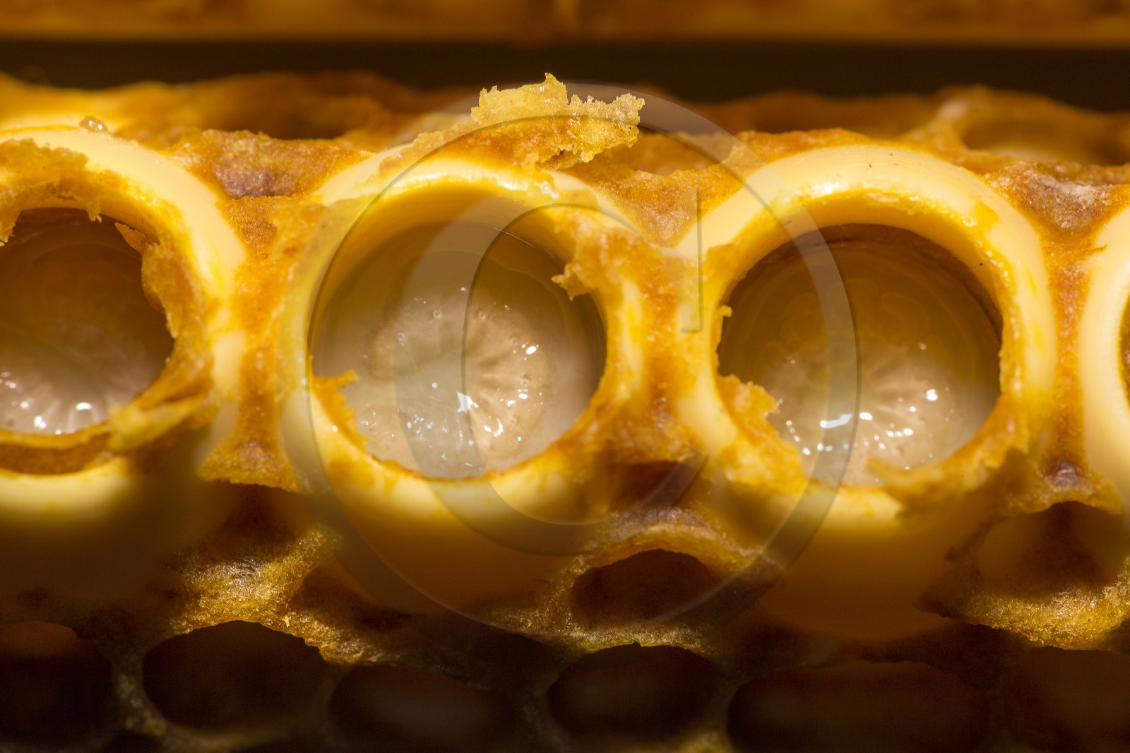 Mathieu Picavet, apiculteur