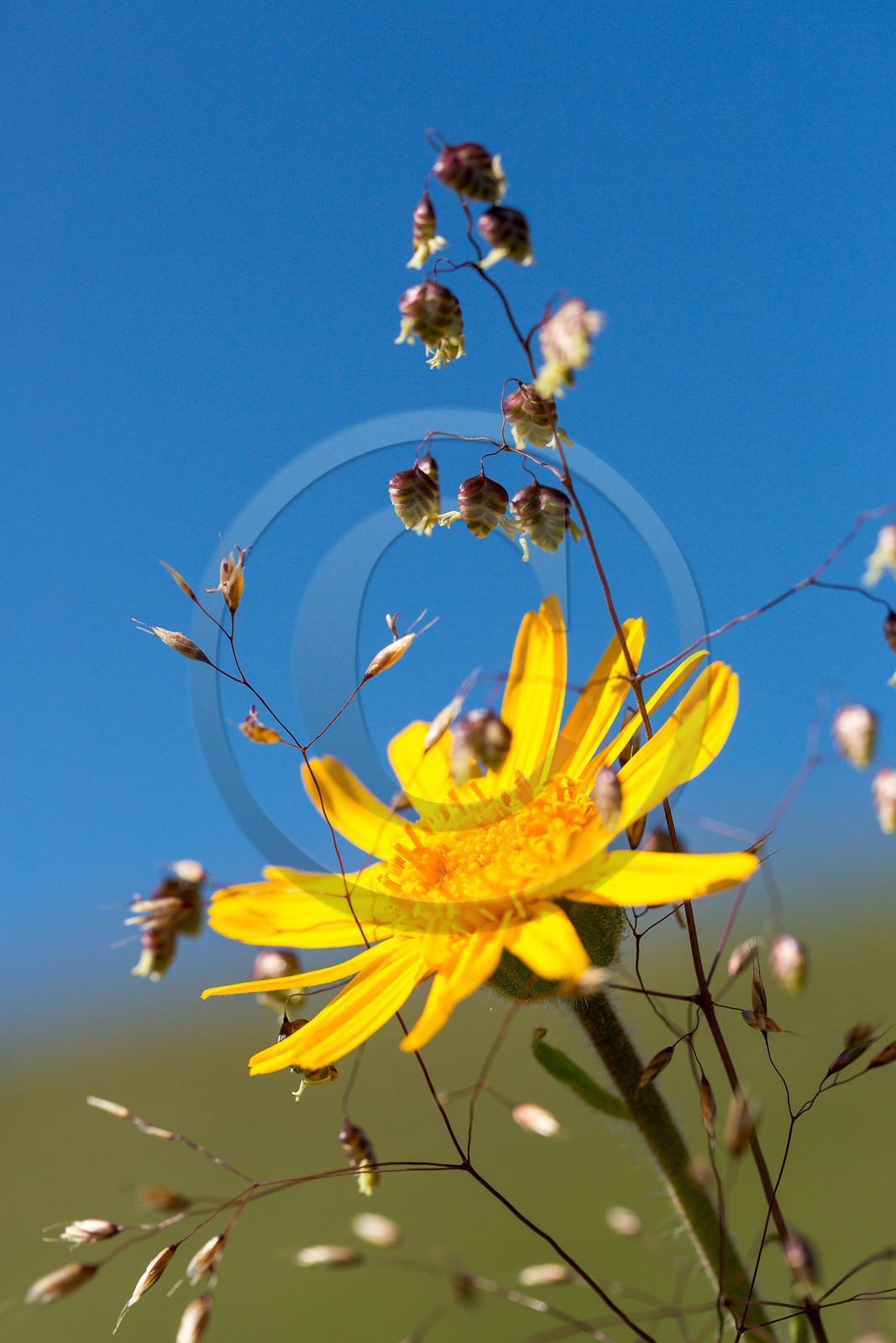 Arnica des montagnes, Arnica montana