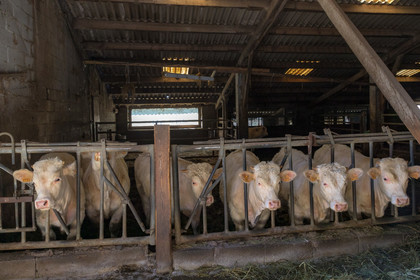Ferme de Sauron, Laure Marcellin