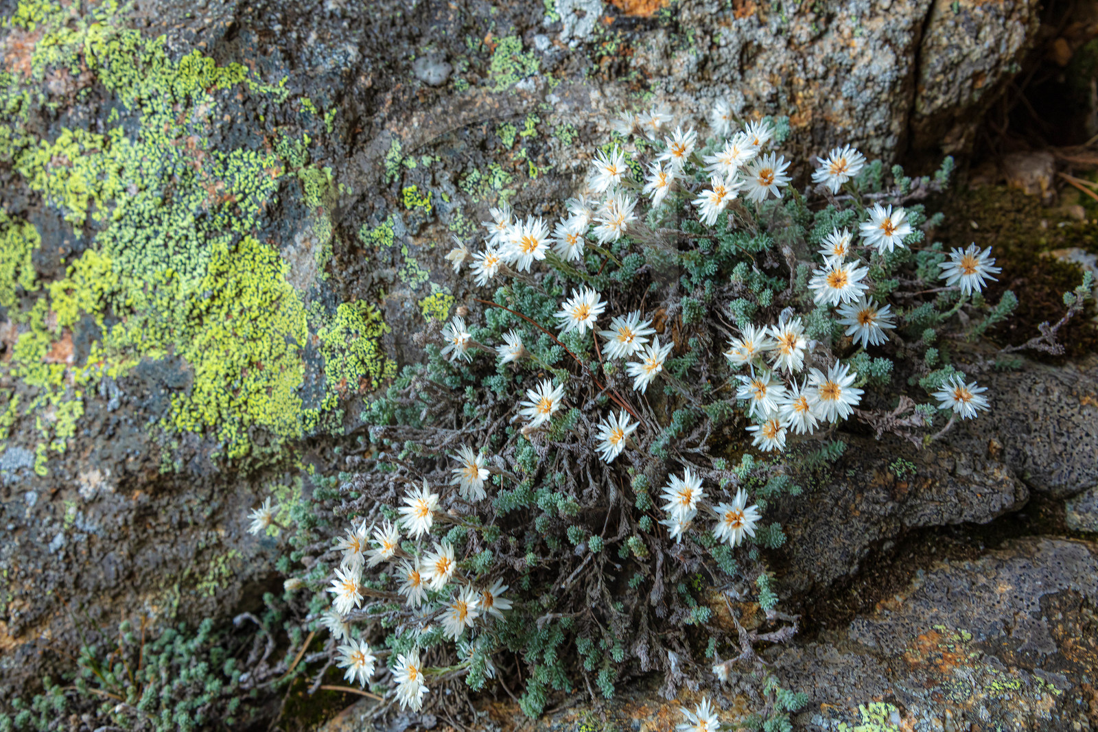 Les Aiguilles de Bavella (forchi di Bavedda )