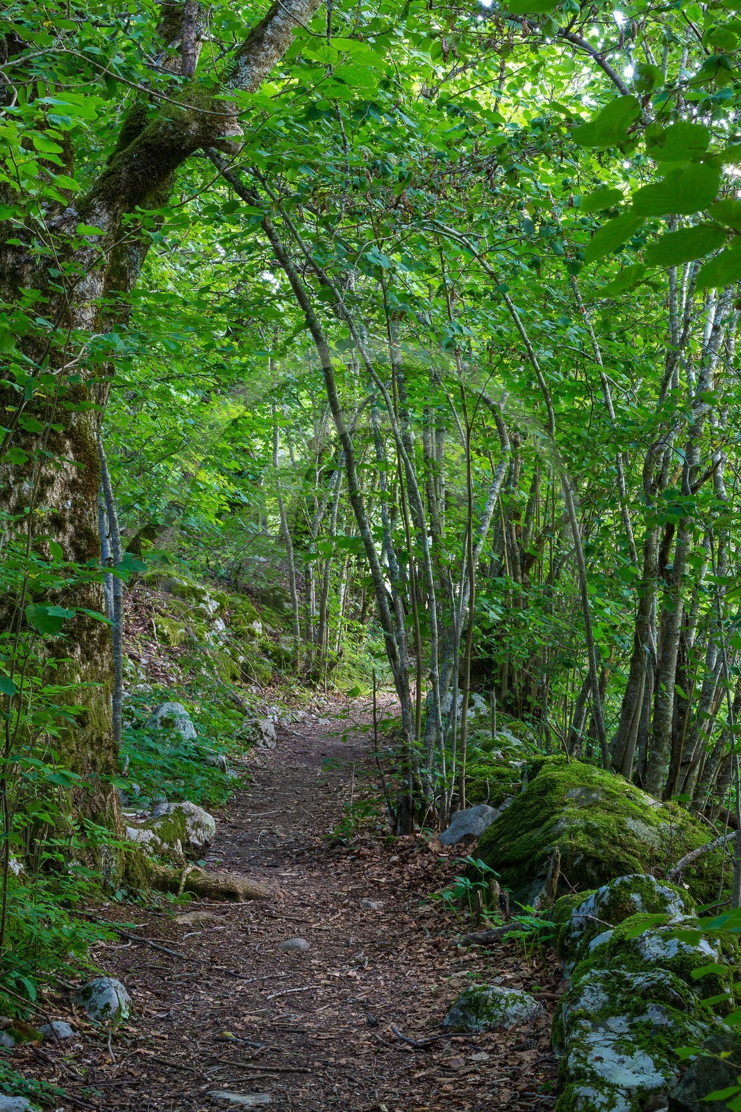 ENS de l'Isère,Tourbières du Peuil