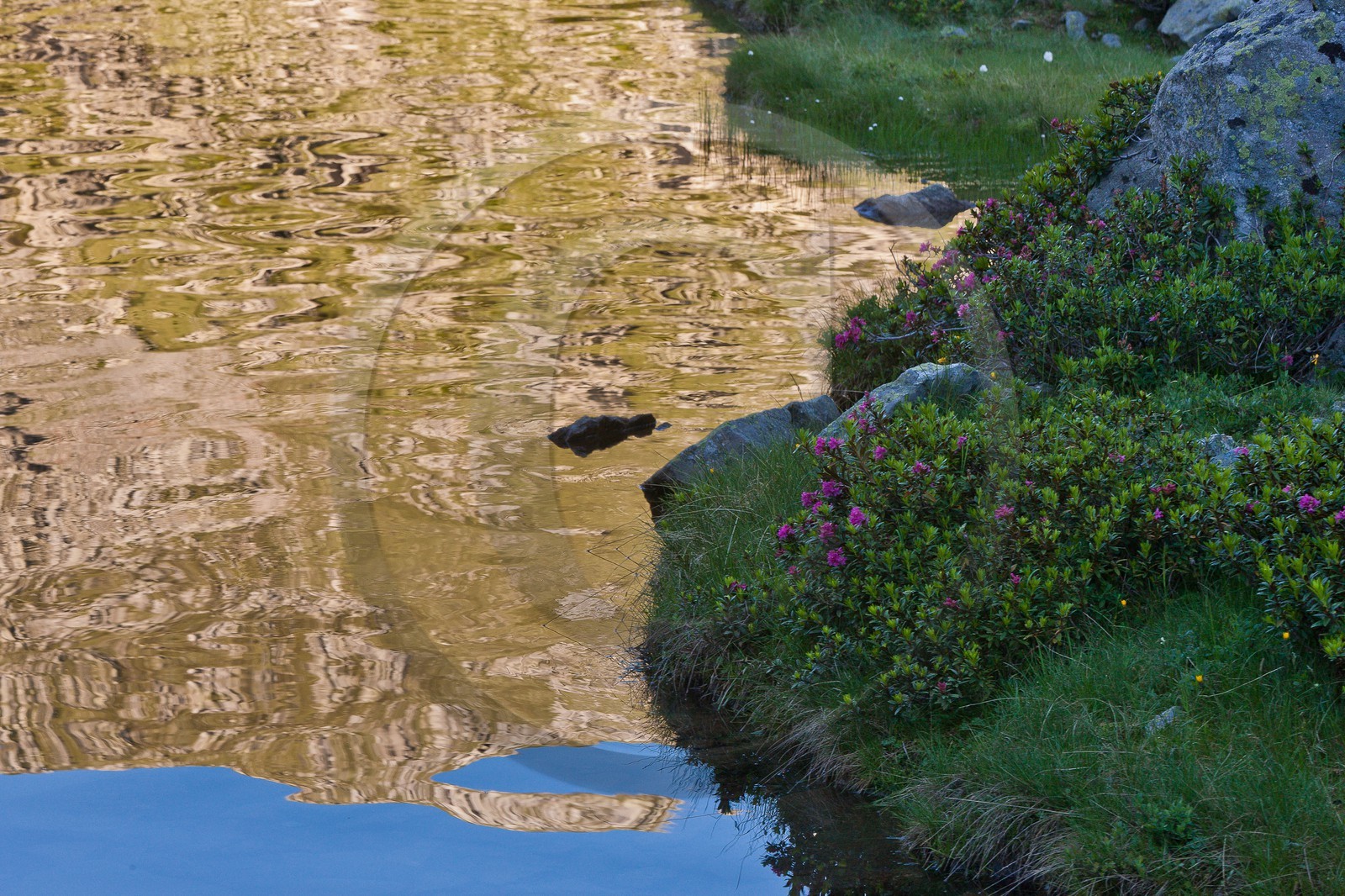 Rhododendron ferrugineux au Lac de Cebeyras (Laurier-rose des Alpes)