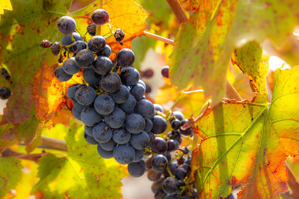 Domaine du Mont Guillaume, cépage le Mollard