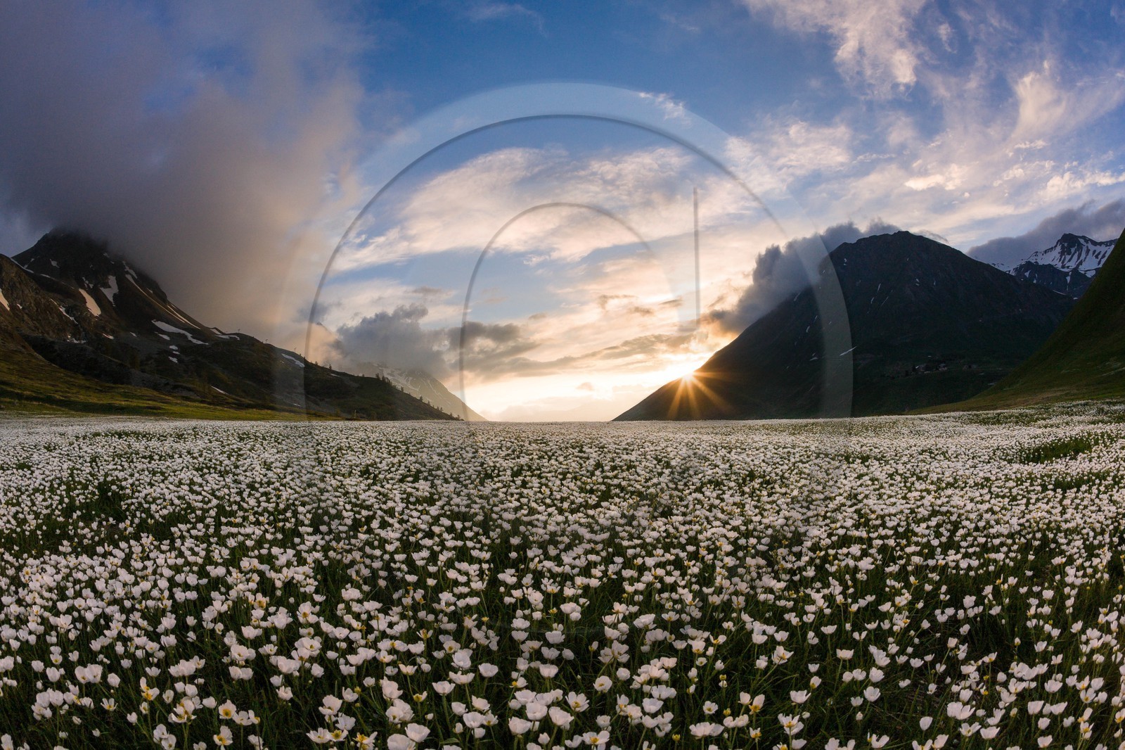 Parc national des Ecrins, Col du Lautaret,, Renoncule de Küpfer, Ranunculus kuepferi