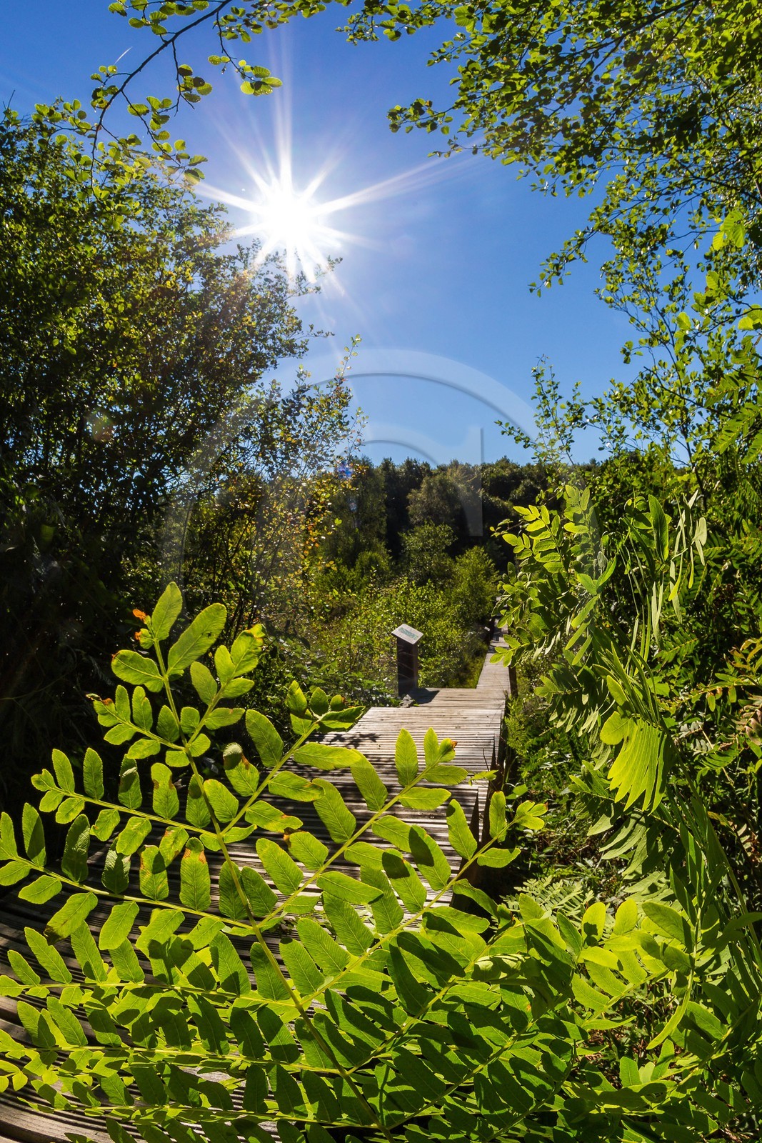 ENS de l'Isère, Tourbière des Planchettes, Osmonde royale (Osmunda regalis)