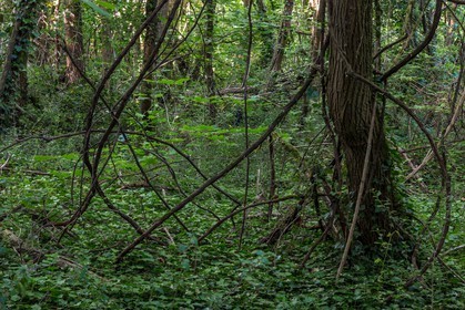 ENS de l'Isère, bois de la Bâtie