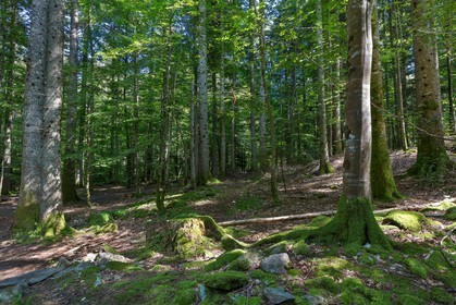 ENS de l'Isère,Tourbières du Peuil
