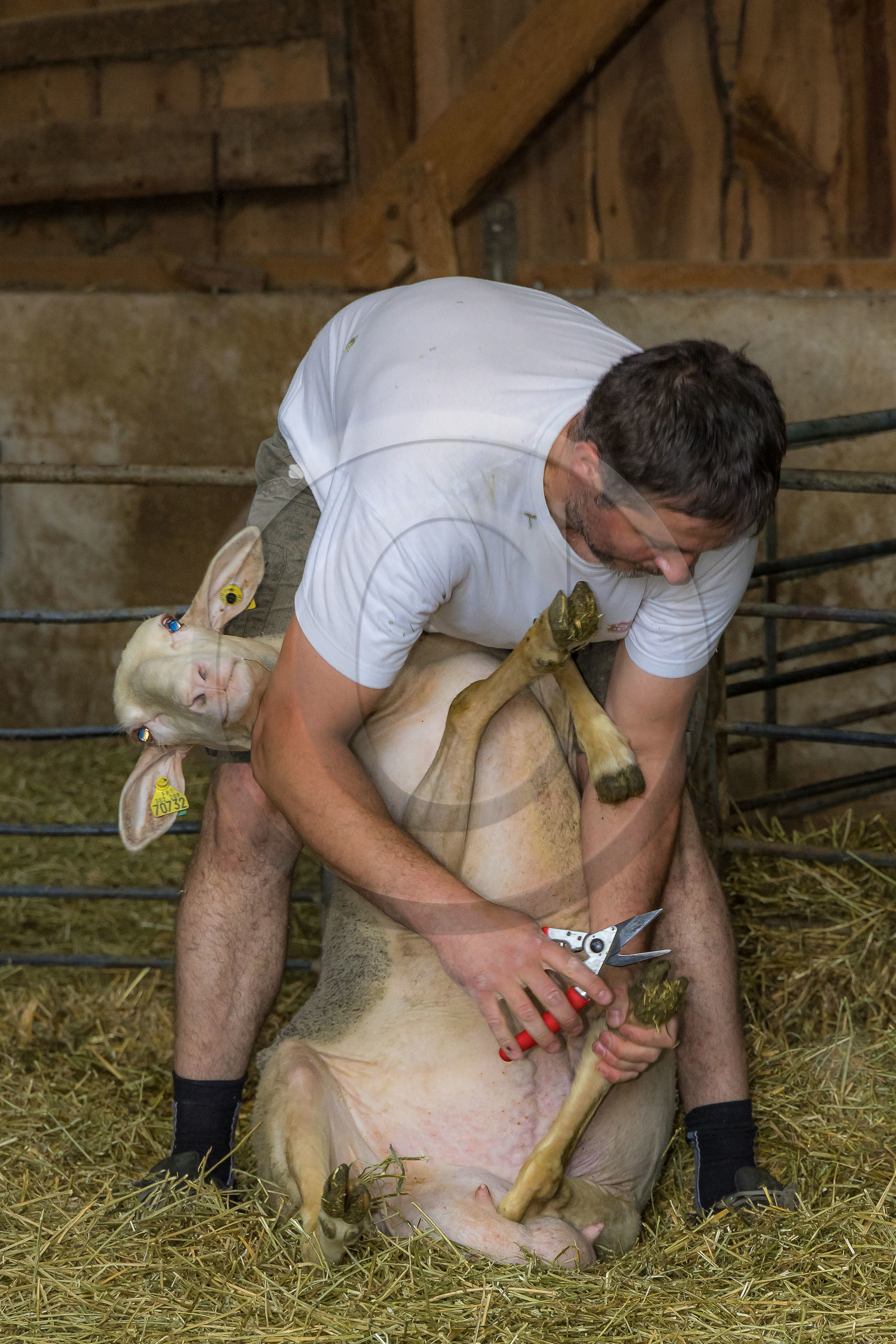 Bergerie de la Lignarre