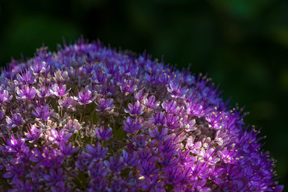 Jardin des Cinq Sens