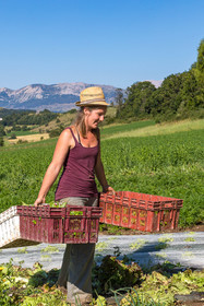 LéguMontagne,  Bertille Gieu, Maraîchère bio