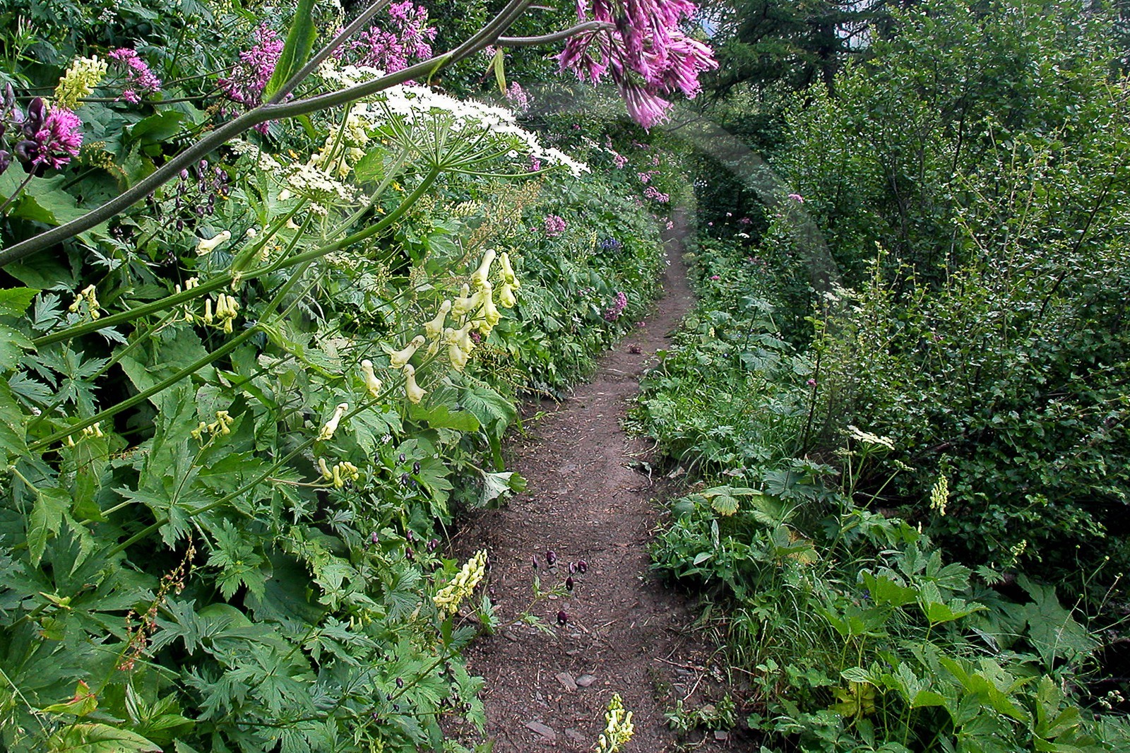 Aconit tue-loup, Aconitum lycoctonum