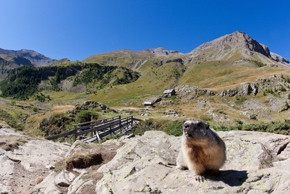 Randonnée vers le Saut du Laire, marmotte