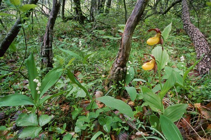 Sabot de Vénus, Cypripedium calceolus