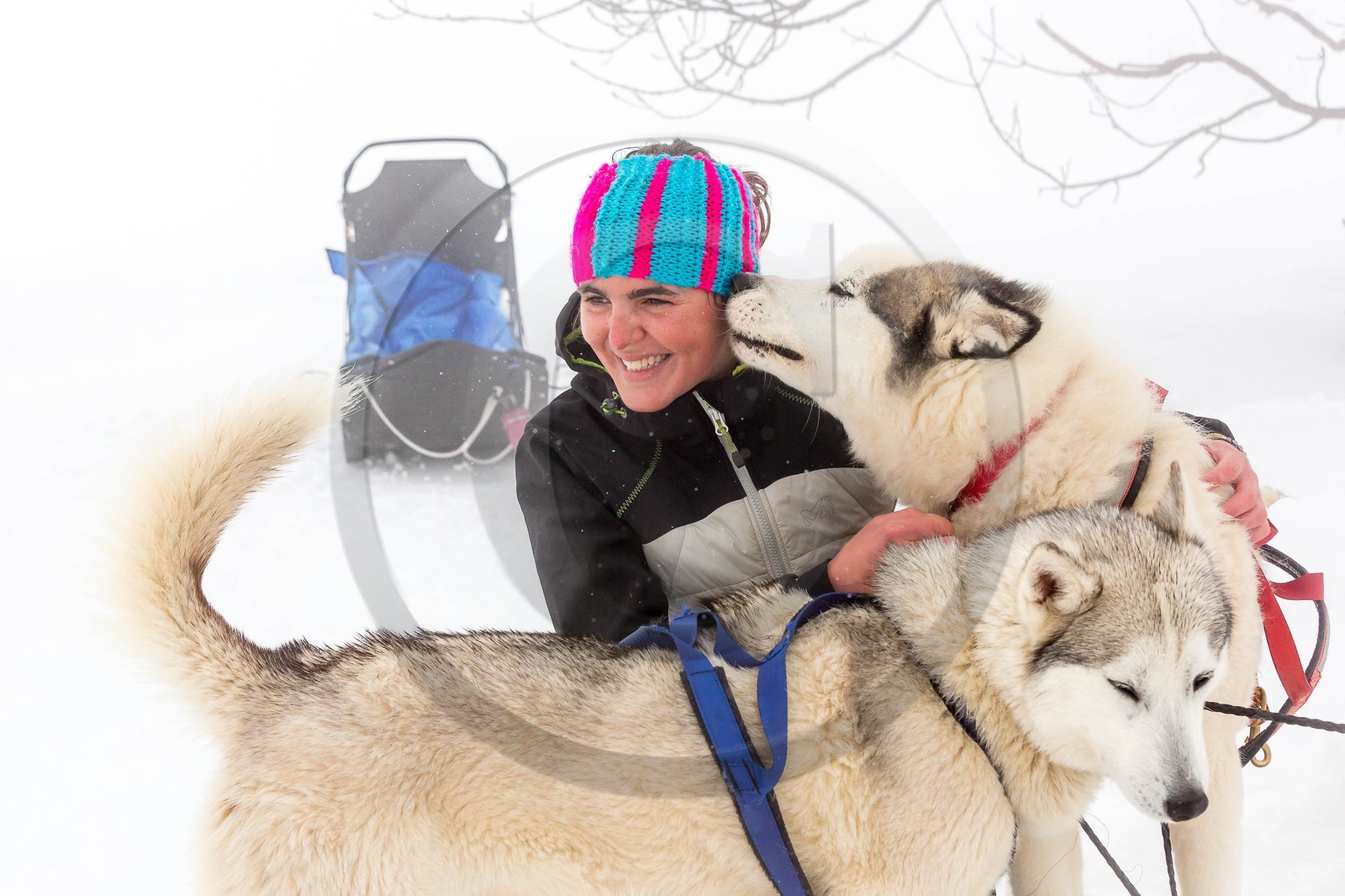 Pays de Serre-Ponçon, Réallon, EdenGaia, chiens de traineau