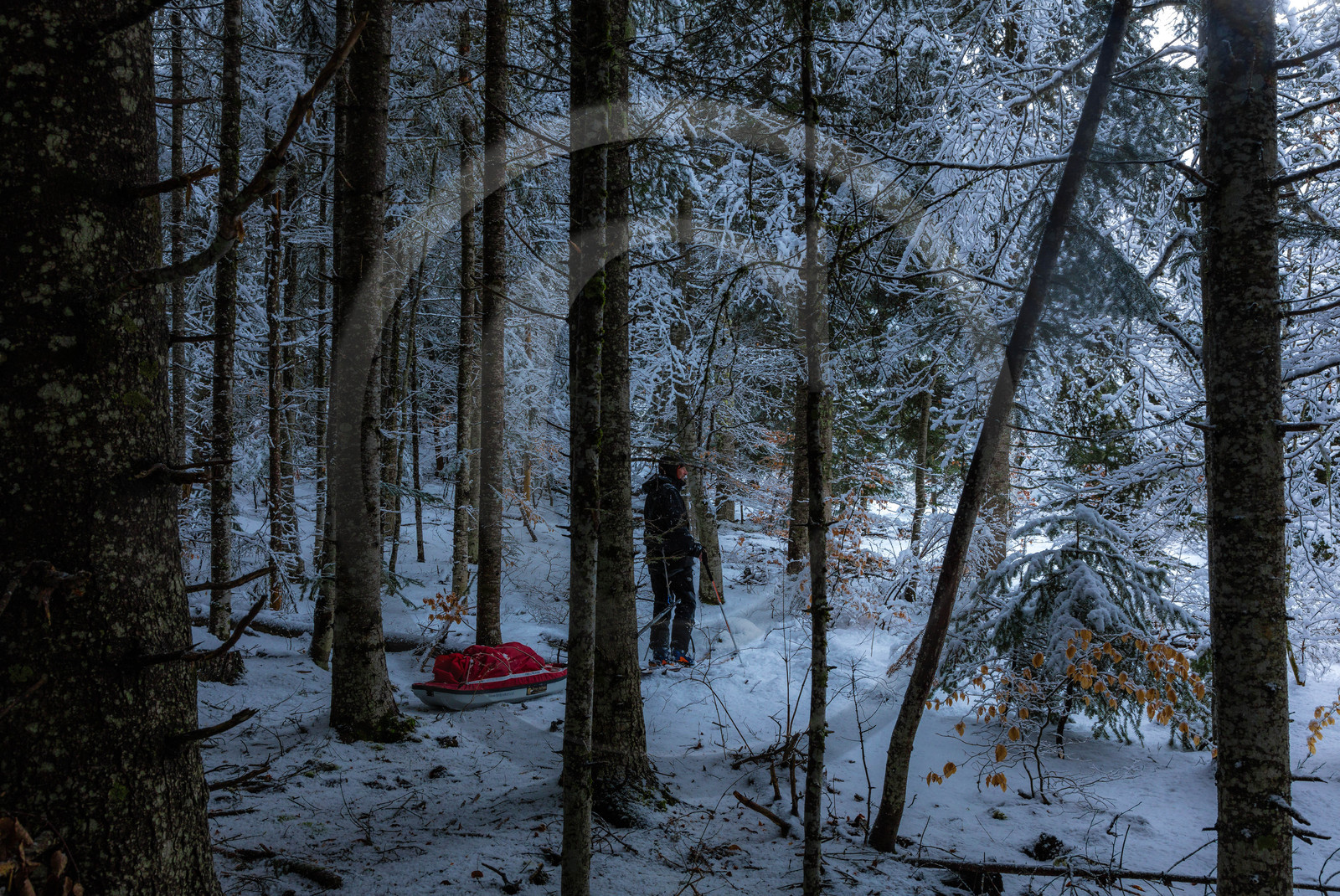 Film : La vallée des loups