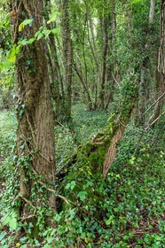 ENS de l'Isère, étang de Mai