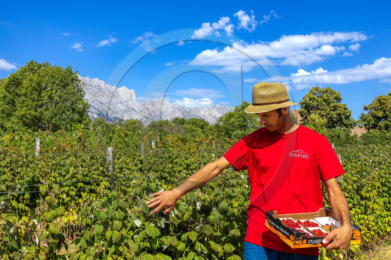 Ecrins de fruits, producteur de fruits rouges