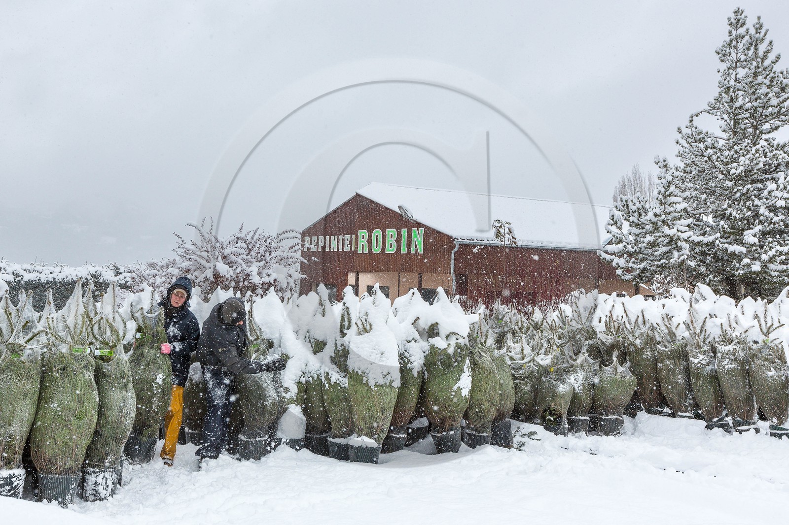 Pépinière Robin, producteur de sapin de Noël