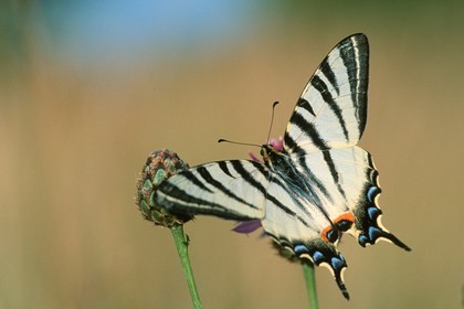 papillon, Flambé, Iphiclides podalirius